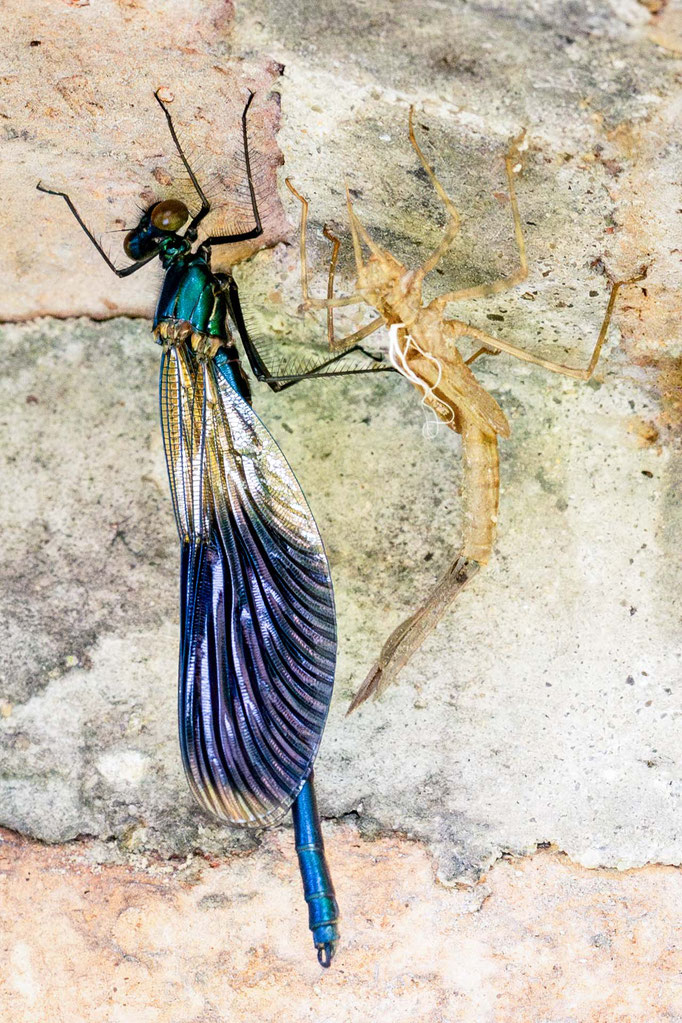 Prachtlibelle / Calopterygidae