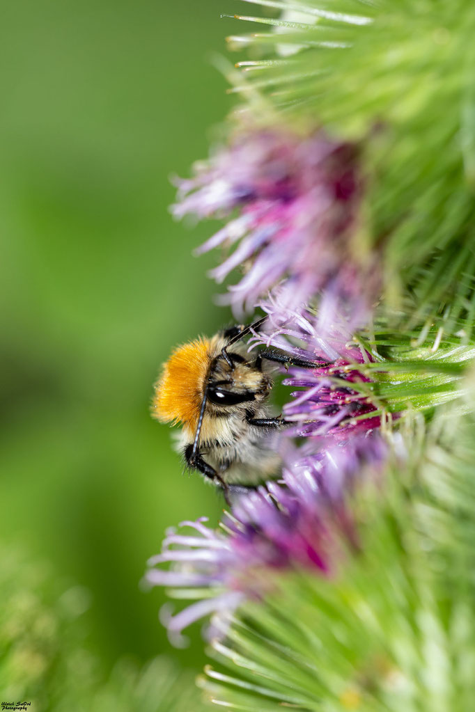 Ackerhummel