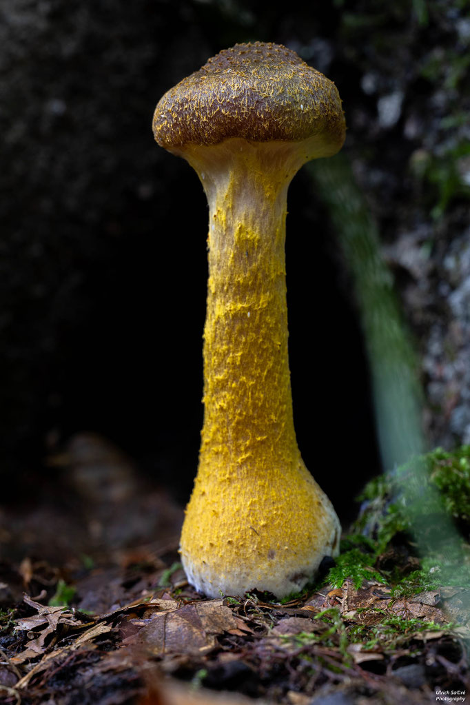 Gelbschuppiger Halimasch