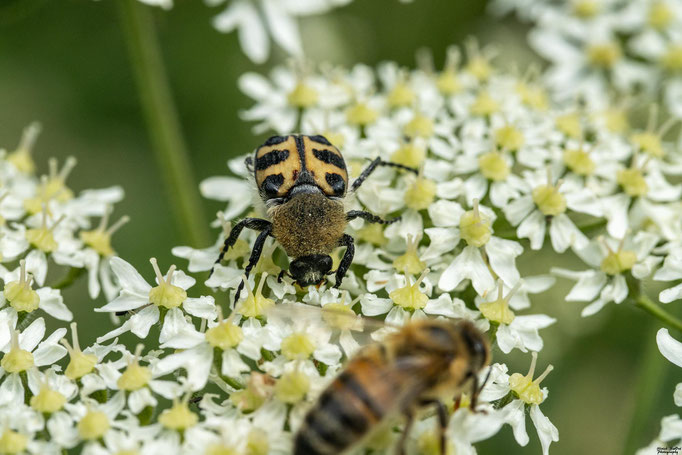 Glattschieniger Pinselkäfer