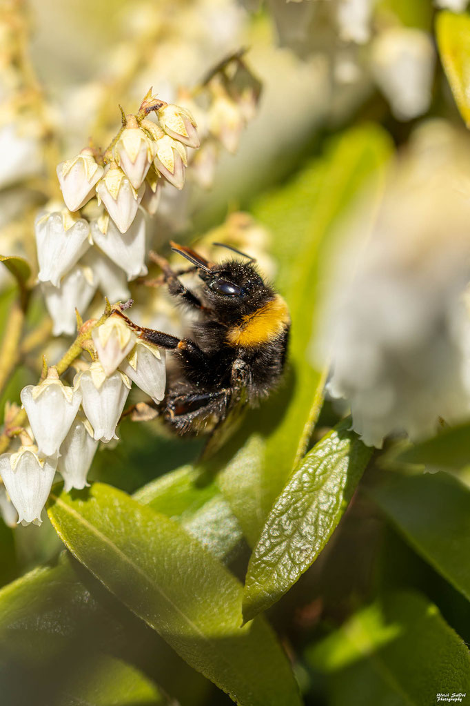 Dunkle Erdhummel