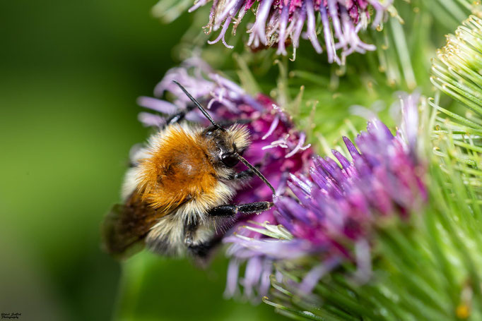 Ackerhummel