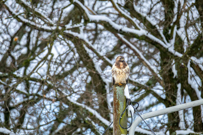 Mäusebussard