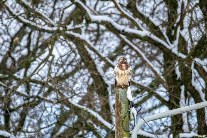 Mäusebussard