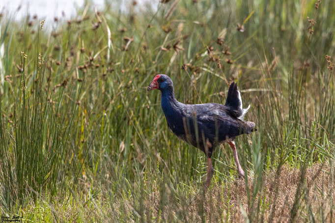 Purpurhuhn