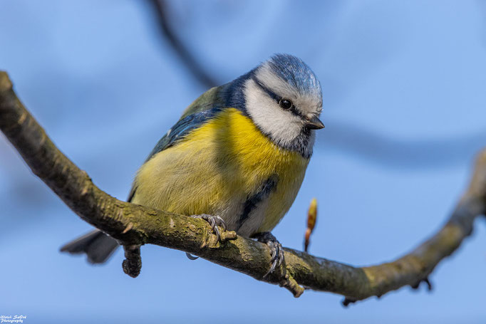 Blaumeise