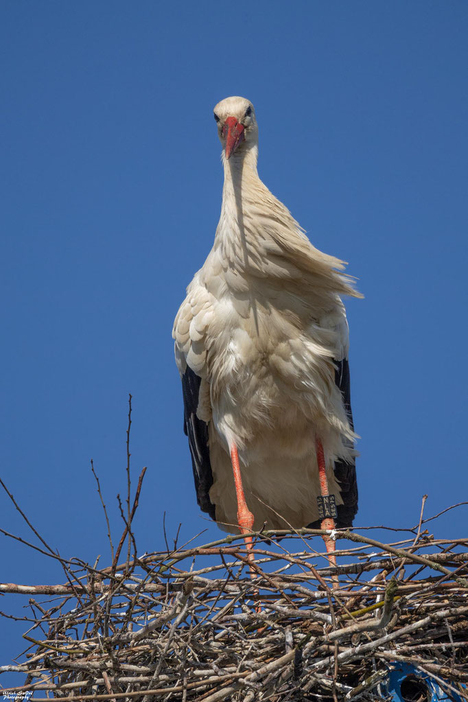 Weißstorch