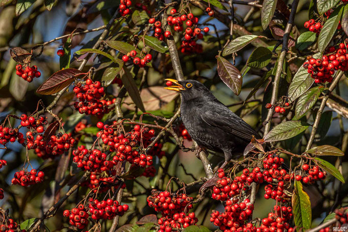 Amsel