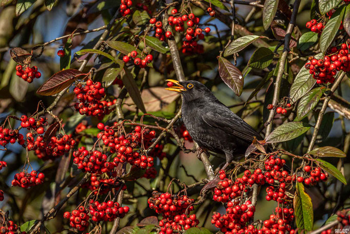 Amsel