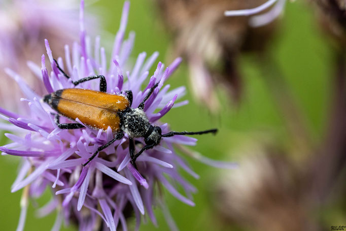 Schwarzspiziger Halsbock