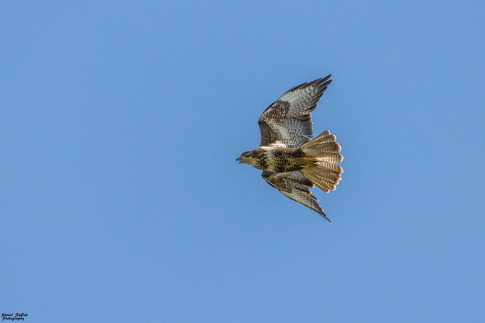 Mäusebussard