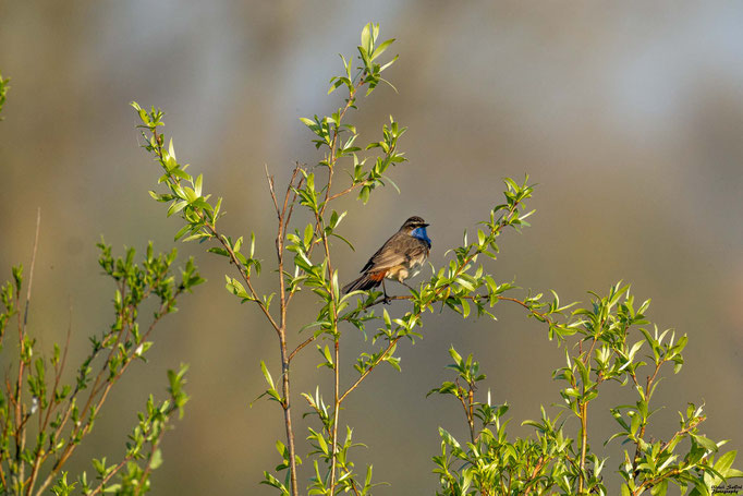 Blaukehlchen