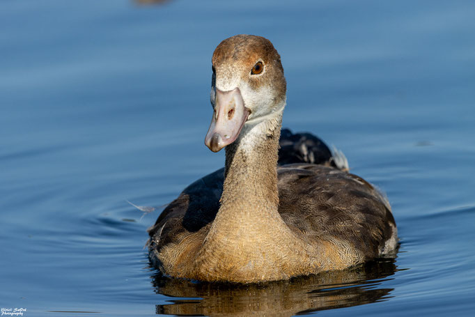 Nilgans