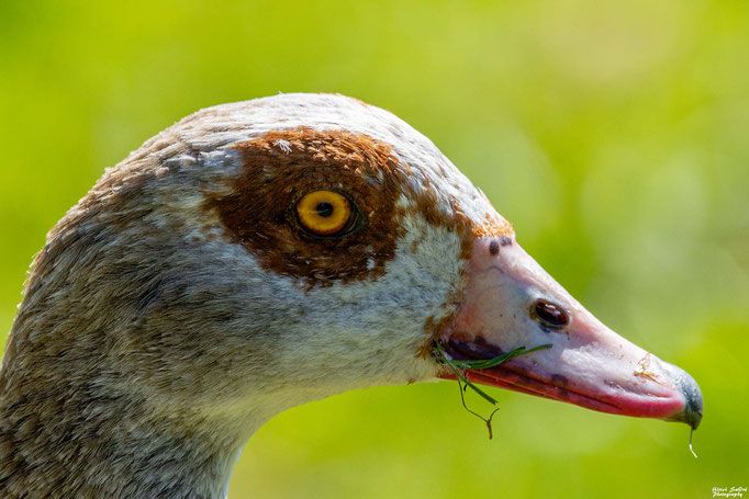 Nilgans