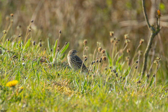 Wiesenpieper