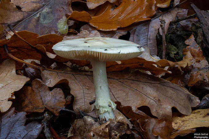 Gelber Knollenblätterpilz