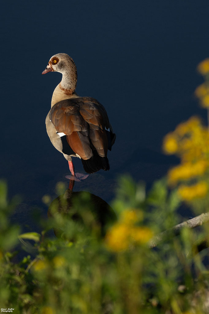 Nilgans