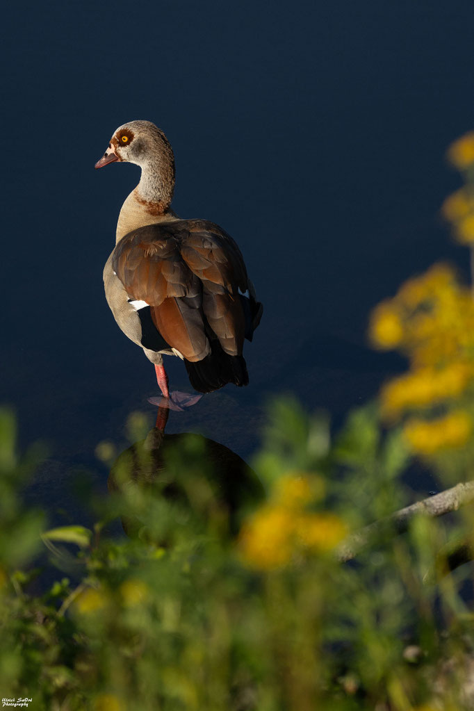 Nilgans