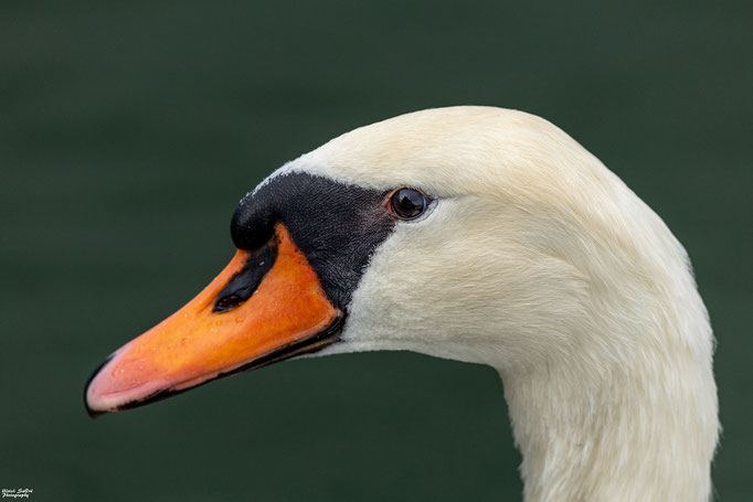 Höckerschwan