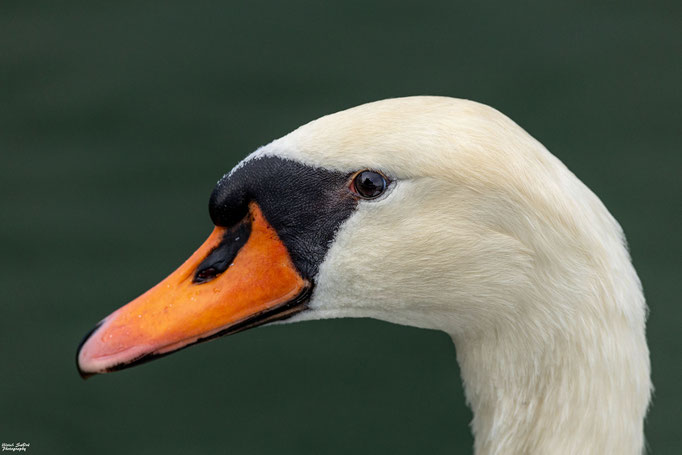 Höckerschwan