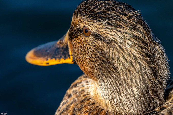 Stockente