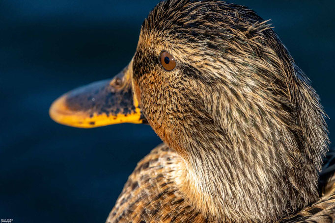 Stockente
