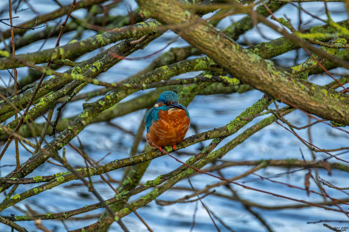 Eisvogel