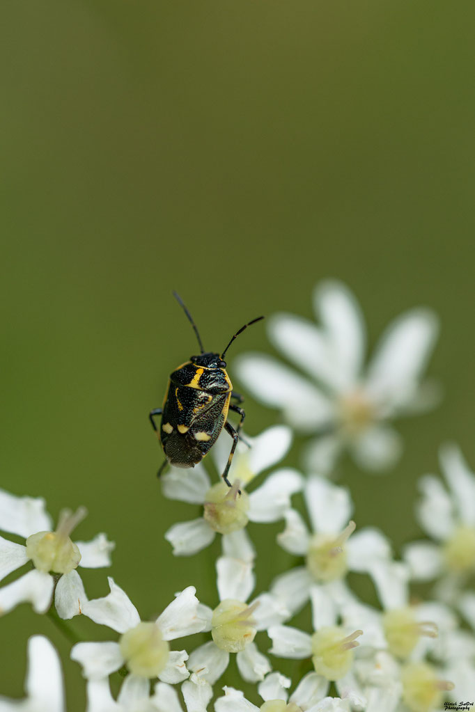 Kohlwanze