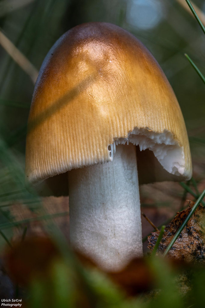 Grauhäutiger Schneidenstreifling