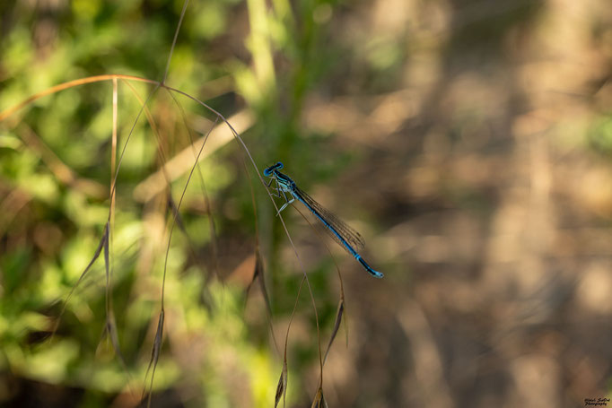 Blaue Federlibelle