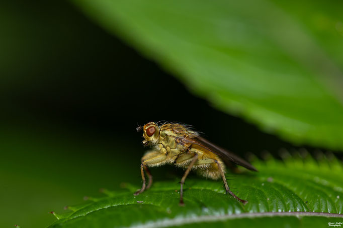 Gelbe Dungfliege