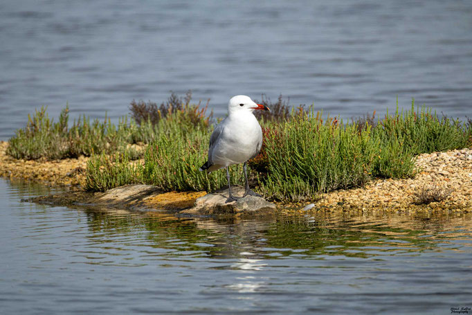 Korallenmöwe