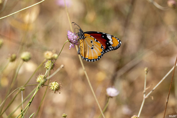 Amerikanischer Monarch