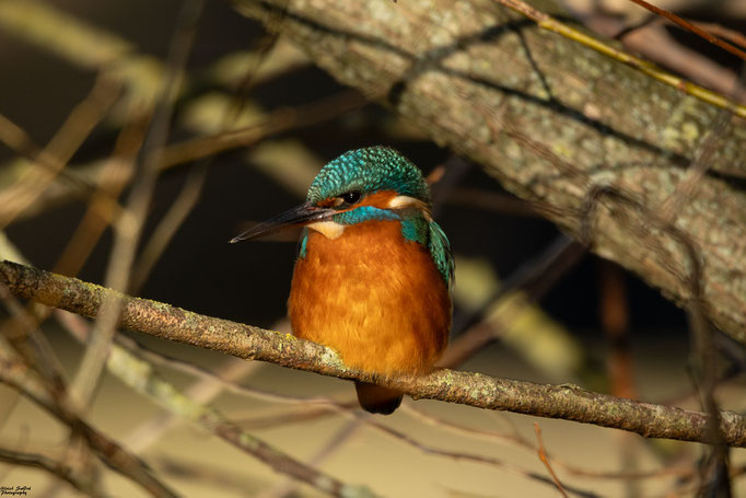Eisvogel