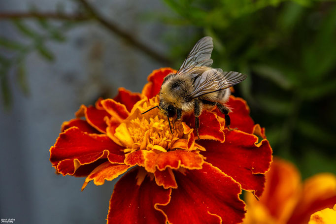 Helle Erdhummel