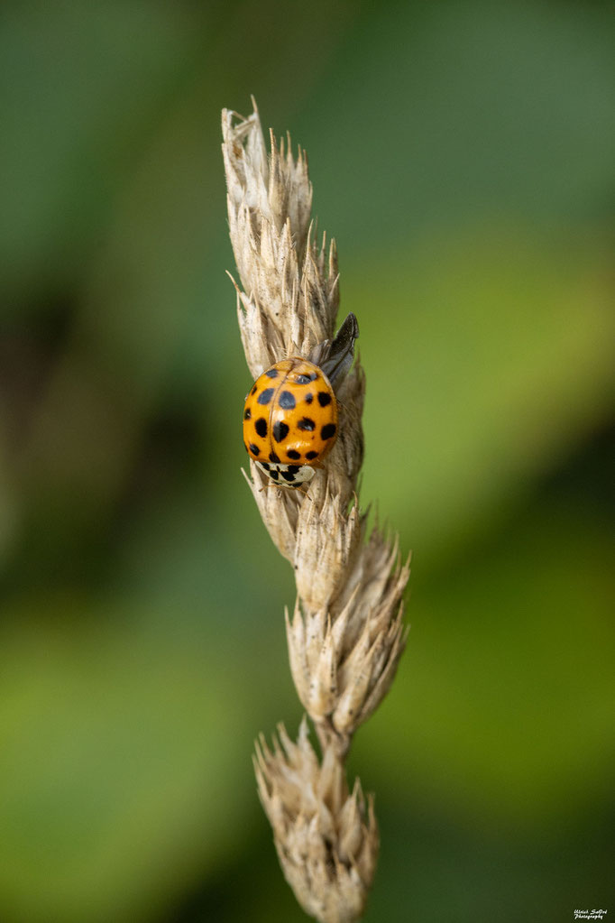 Asiatischer Marienkäfer