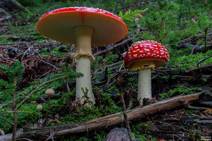 Fliegenpilz