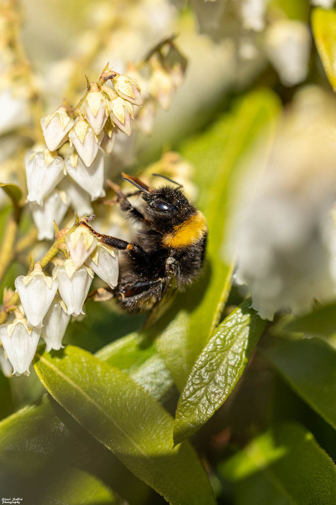 Dunkle Erdhummel