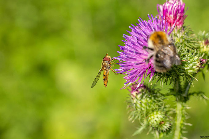Hainschwebfliege