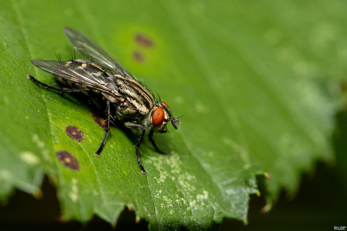 Echte Fleischfliege