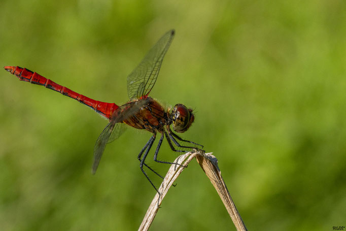 Rote Heidelibelle