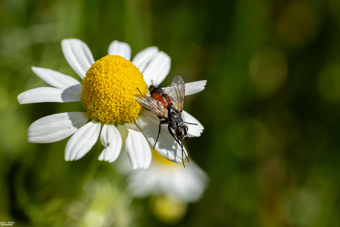 Rotgefleckte Raupenfliege