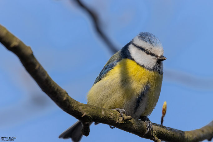 Blaumeise