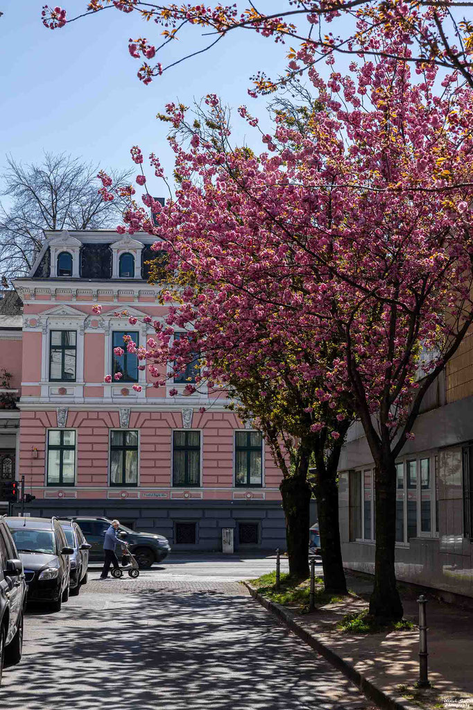 Kirschblüte in der Farbmühle
