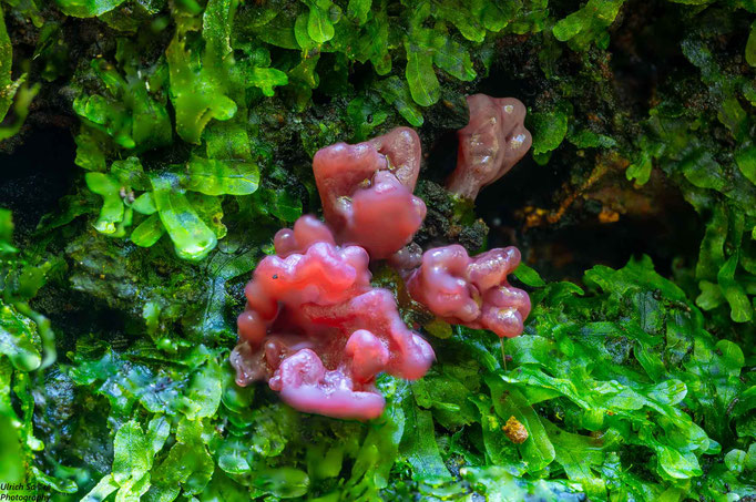 Fleischroter Gallertbecher