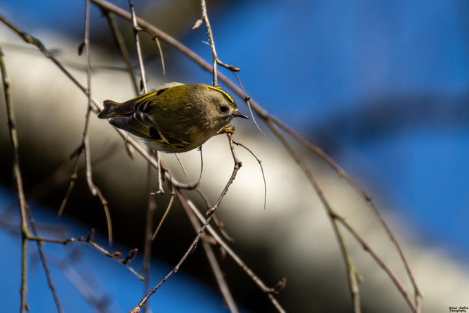 Wintergoldhähnchen