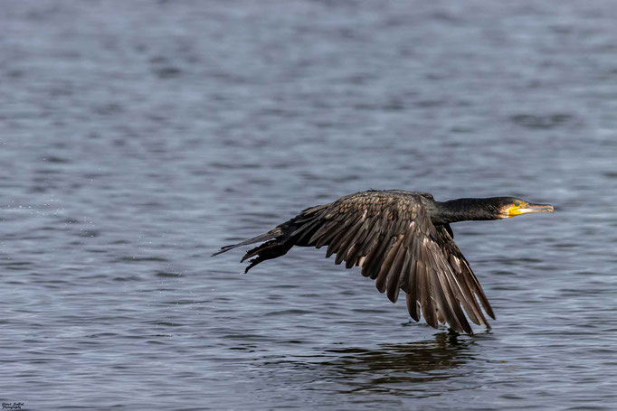 Kormoran