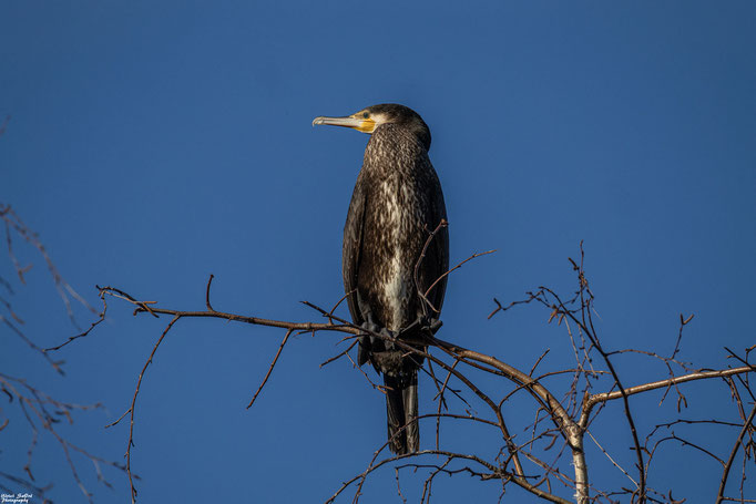 Kormoran