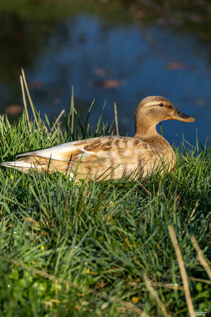 Stockente
