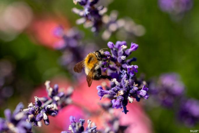 Ackerhummel